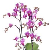 Ορχιδέα Phalaenopsis mini ροζ 